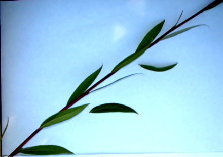 Salix